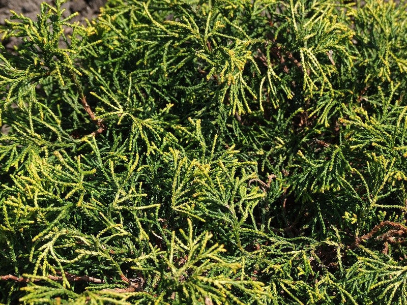 Schijncipres (Chamaecyparis obtusa) 'Tsatsumi Gold'