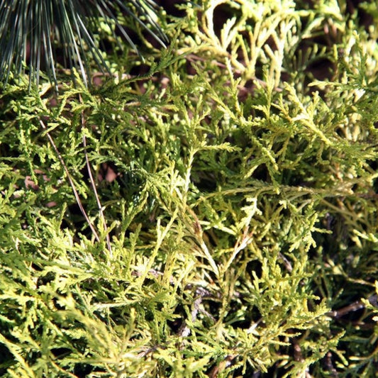 Schijncipres (Chamaecyparis pisifera) 'Golden Mop'