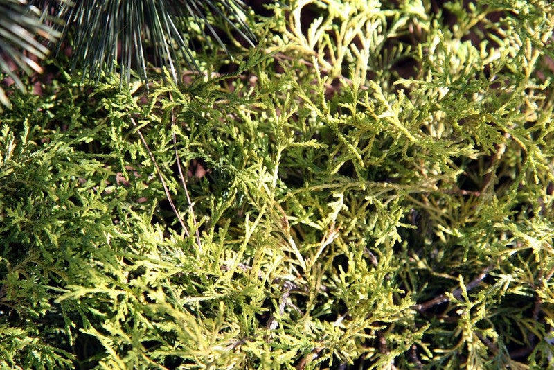 Schijncipres (Chamaecyparis pisifera) 'Golden Mop'