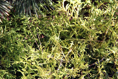 Schijncipres (Chamaecyparis pisifera) 'Golden Mop'