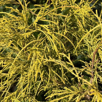 Schijncipres (Chamaecyparis pisifera) 'Sungold'