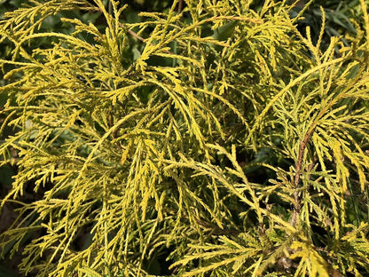 Schijncipres (Chamaecyparis pisifera) 'Sungold'