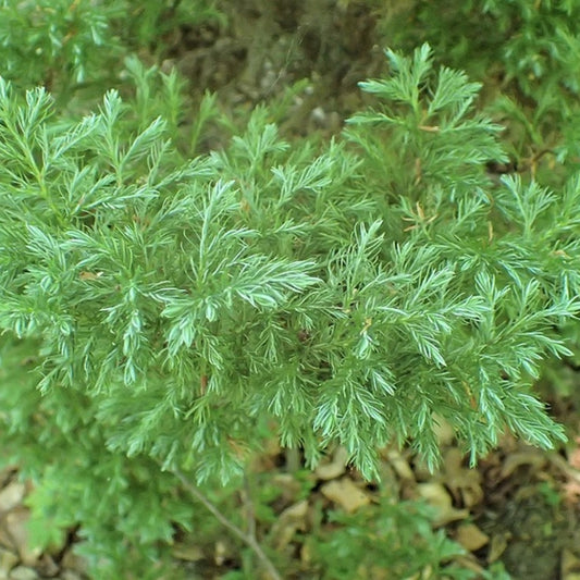 Schijncipres (Chamaecyparis pisifera) 'Boulevard'