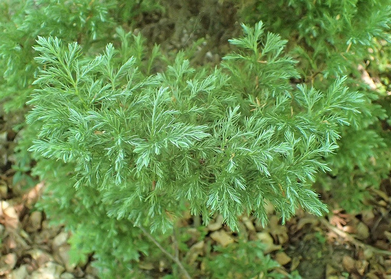 Schijncipres (Chamaecyparis pisifera) 'Boulevard'