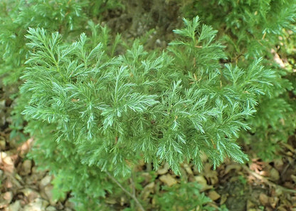 Schijncipres (Chamaecyparis pisifera) 'Boulevard'