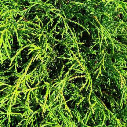 Schijncipres (Chamaecyparis pisifera) 'Filifera Nana'