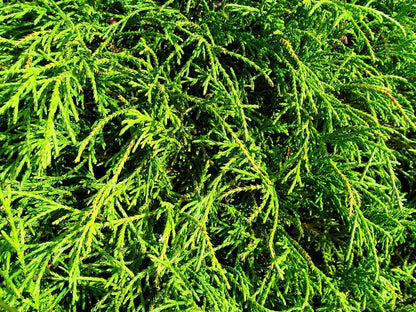 Schijncipres (Chamaecyparis pisifera) 'Filifera Nana'
