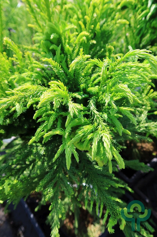 Japanse ceder (Cryptomeria japonica) 'Cristata'