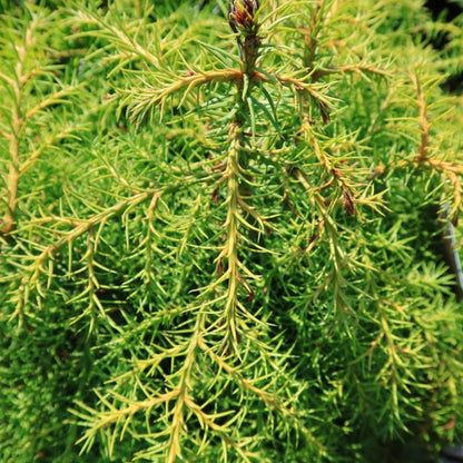 Japanse ceder (Cryptomeria japonica) 'Elegans Virides'