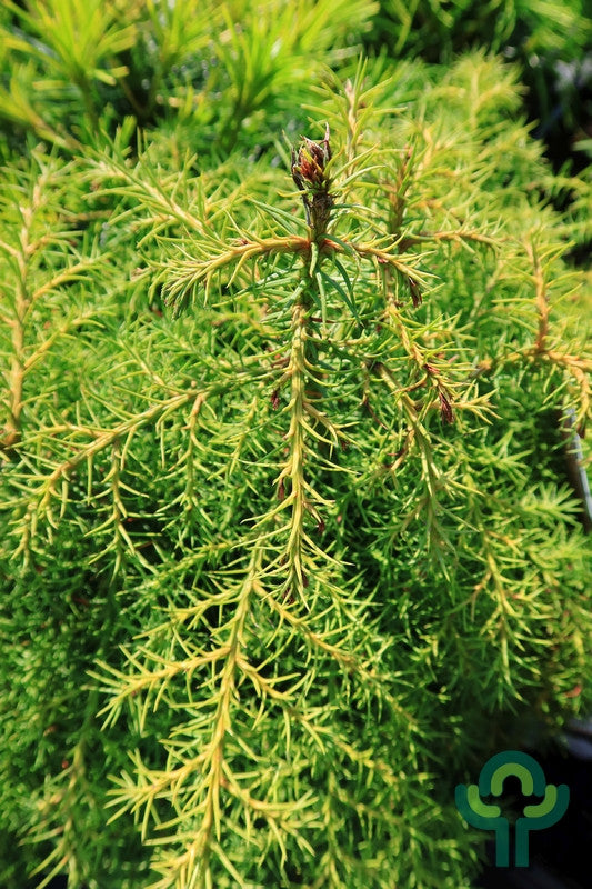 Japanse ceder (Cryptomeria japonica) 'Elegans Virides'