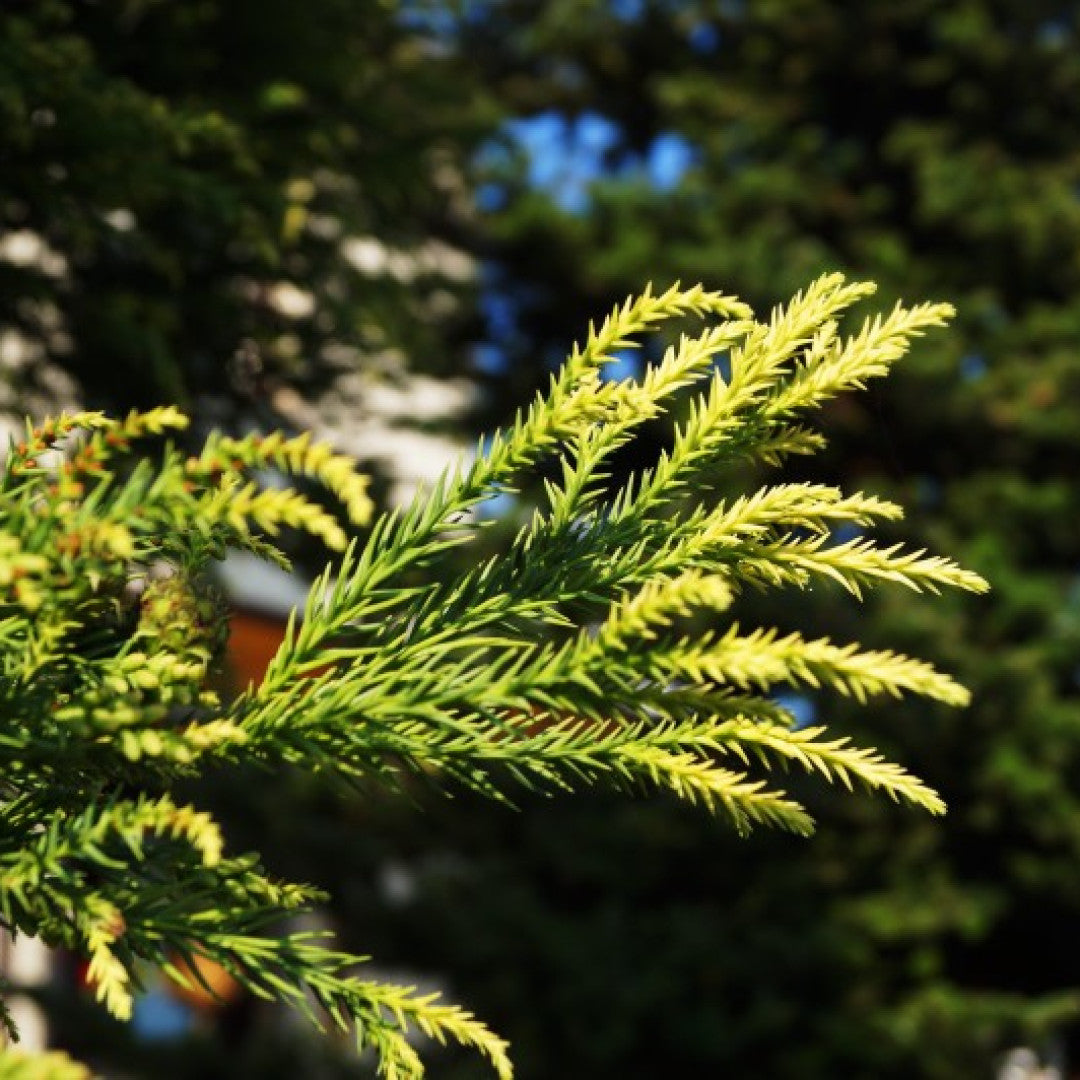 Japanse ceder (Cryptomeria japonica) 'Hungarian Gold'