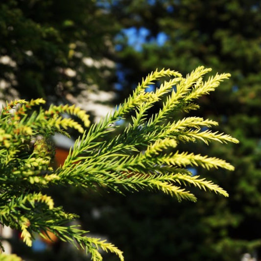 Japanse ceder (Cryptomeria japonica) 'Hungarian Gold'