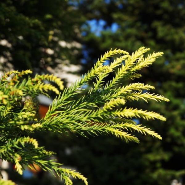Japanse ceder (Cryptomeria japonica) 'Hungarian Gold'