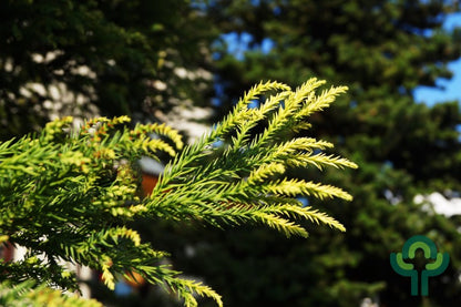 Japanse ceder (Cryptomeria japonica) 'Hungarian Gold'