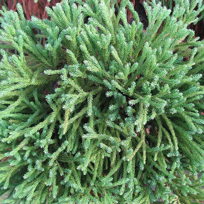 Japanse ceder (Cryptomeria japonica) 'Globosa Nana'