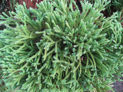 Japanse ceder (Cryptomeria japonica) 'Globosa Nana'