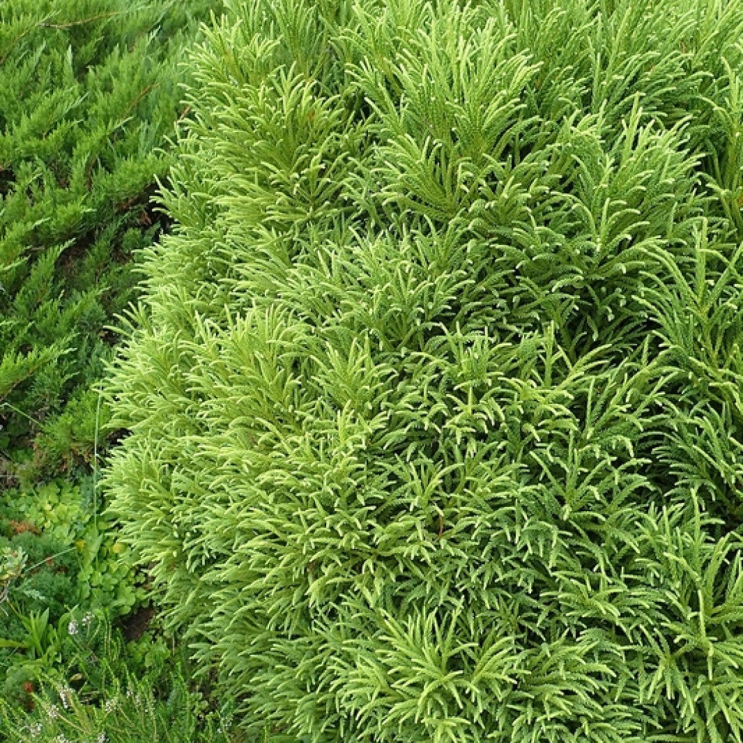 Japanse ceder (Cryptomeria japonica) 'Little Champion'