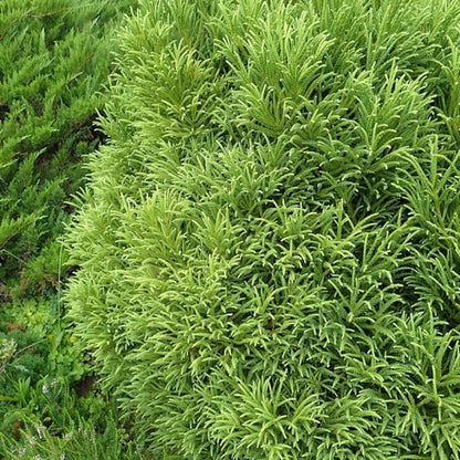 Japanse ceder (Cryptomeria japonica) 'Little Champion'