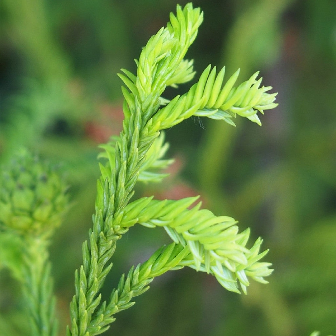 Japanse ceder (Cryptomeria japonica) 'Rasen'