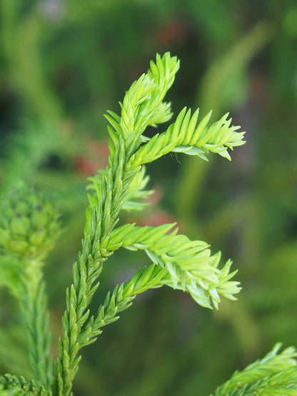 Japanse ceder (Cryptomeria japonica) 'Rasen'