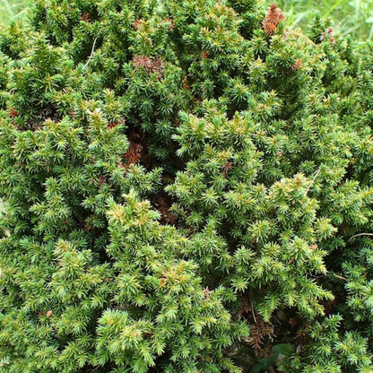 Japanse ceder (Cryptomeria japonica) 'Vilmoriniana'