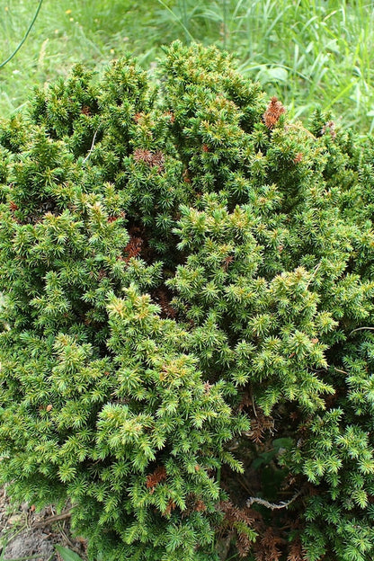 Japanse ceder (Cryptomeria japonica) 'Vilmoriniana'