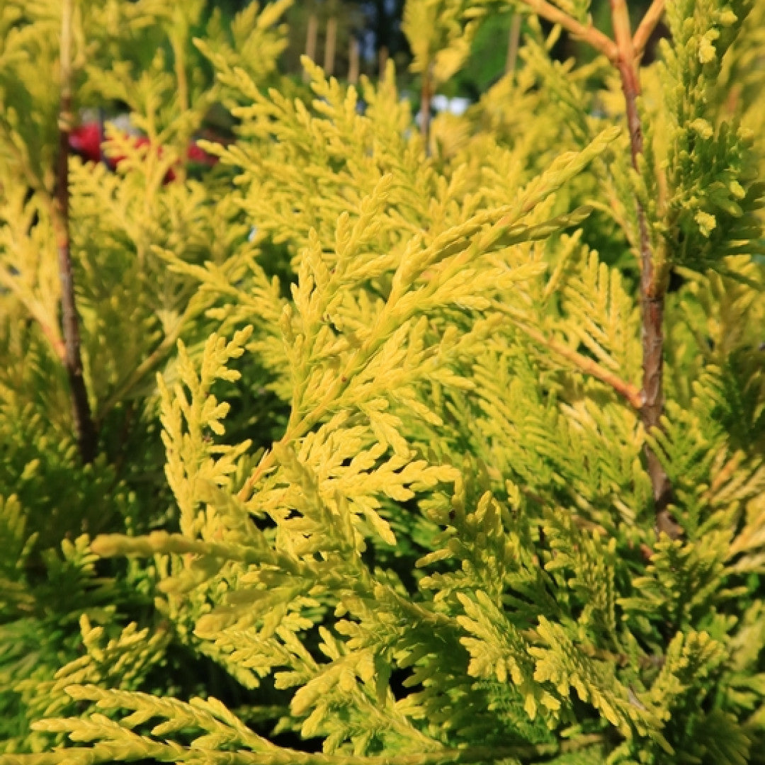 Leylandcipres (Cupressocyparis leylandii) 'Gold Rider'