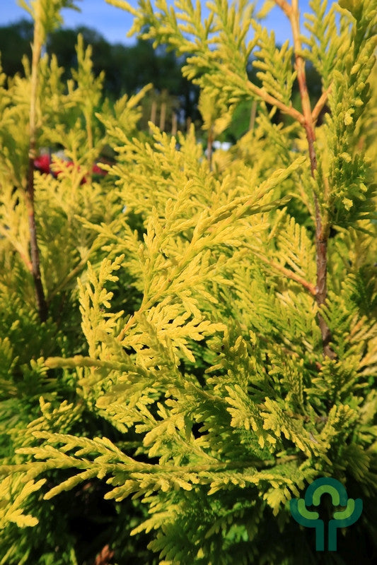 Leylandcipres (Cupressocyparis leylandii) 'Gold Rider'