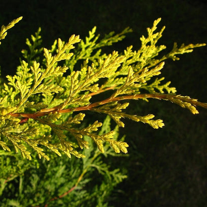 Leylandcipres (Cupressocyparis leylandii) 'Castlewellan'