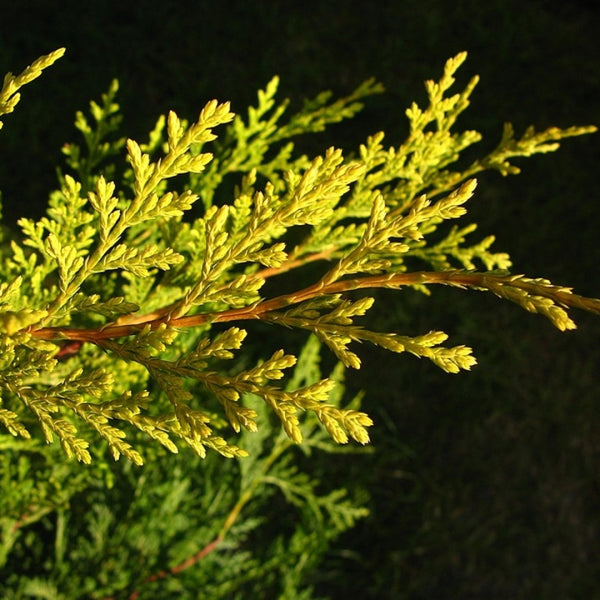 Leylandcipres (Cupressocyparis leylandii) 'Castlewellan'