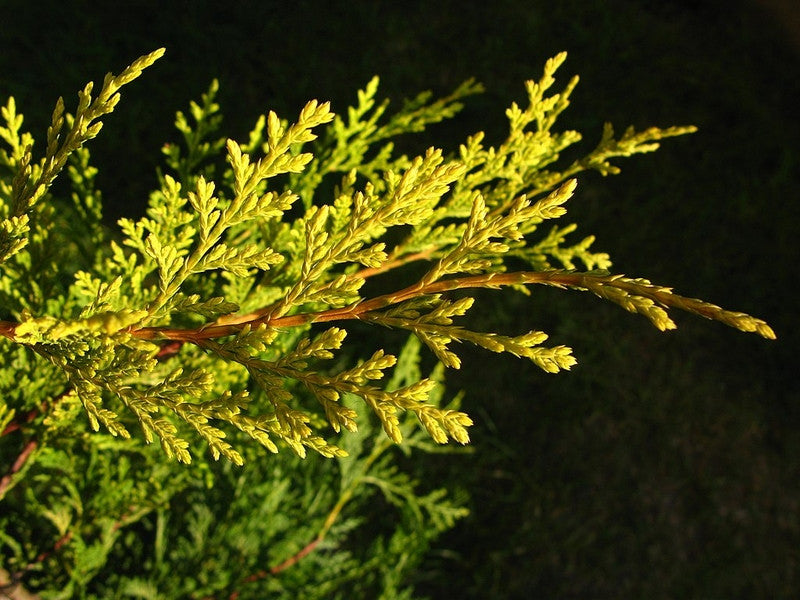 Leylandcipres (Cupressocyparis leylandii) 'Castlewellan'