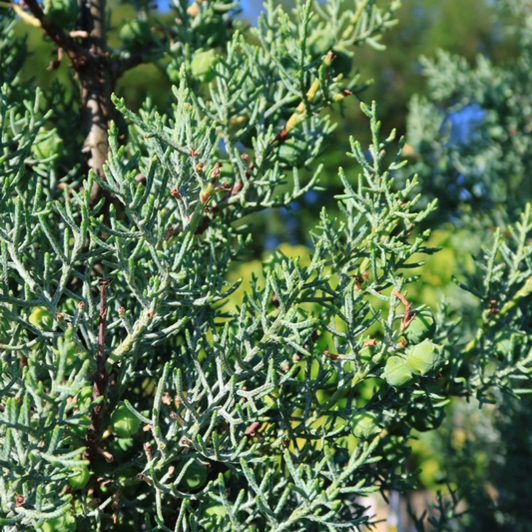 Arizonacipres (Cupressus arizonica) 'Glauca'