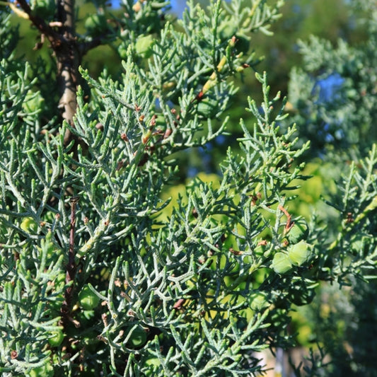 Arizonacipres (Cupressus arizonica) 'Glauca'