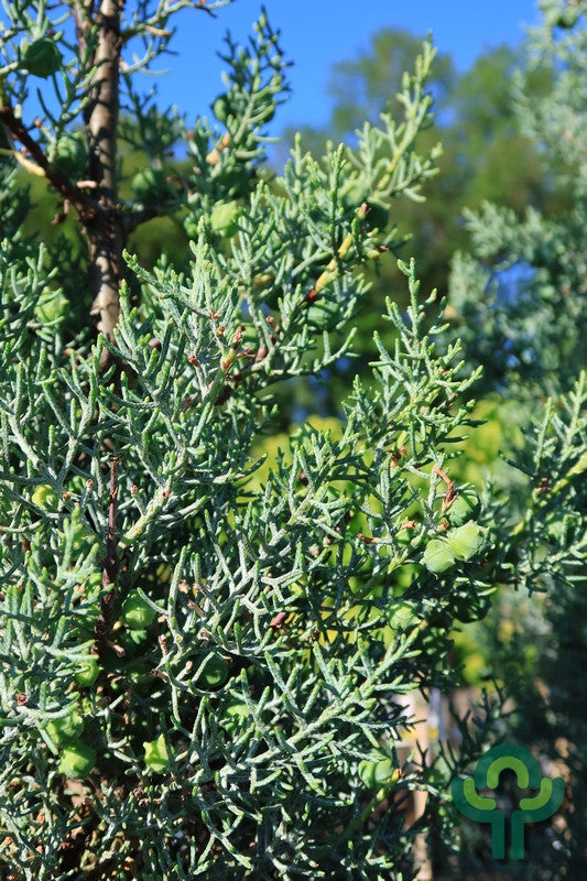 Arizonacipres (Cupressus arizonica) 'Glauca'