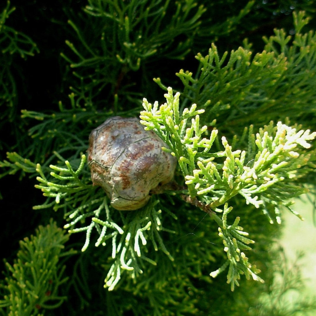 Italiaanse cipres (Cupressus sempervirens) 'Pyramidalis'