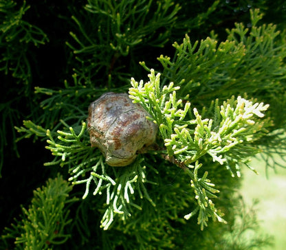 Italiaanse cipres (Cupressus sempervirens) 'Pyramidalis'