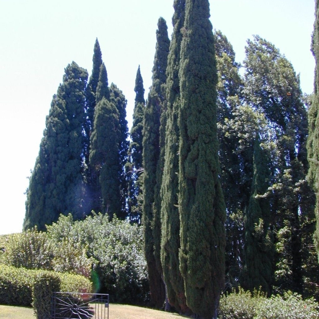 Italiaanse cipres (Cupressus sempervirens) 'Pyramidalis'
