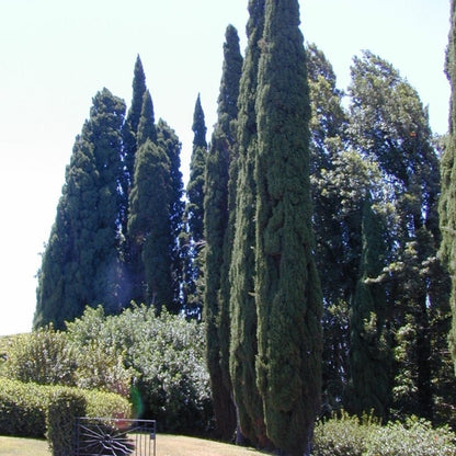 Italiaanse cipres (Cupressus sempervirens) 'Pyramidalis'