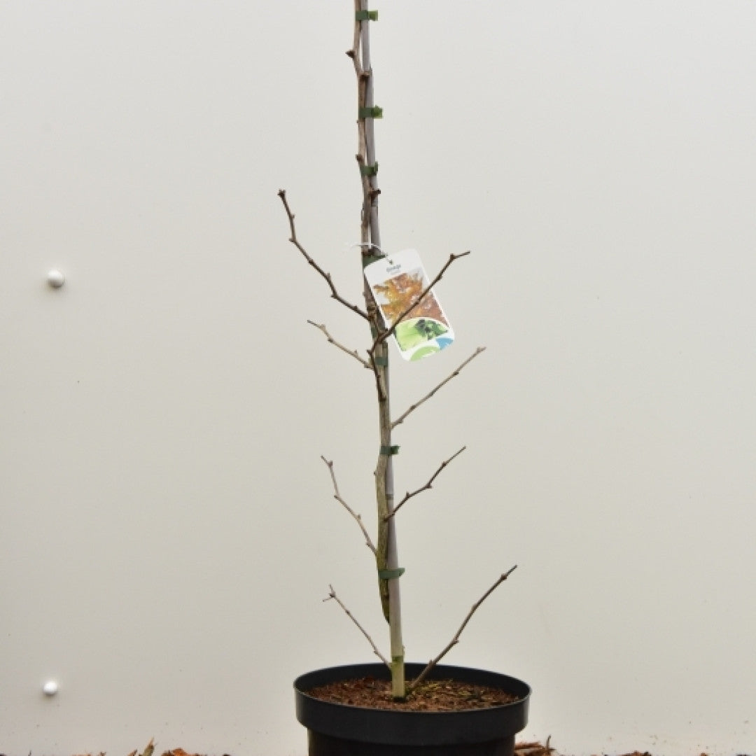Japanse notenboom (Ginkgo biloba) 'Beijing Gold'