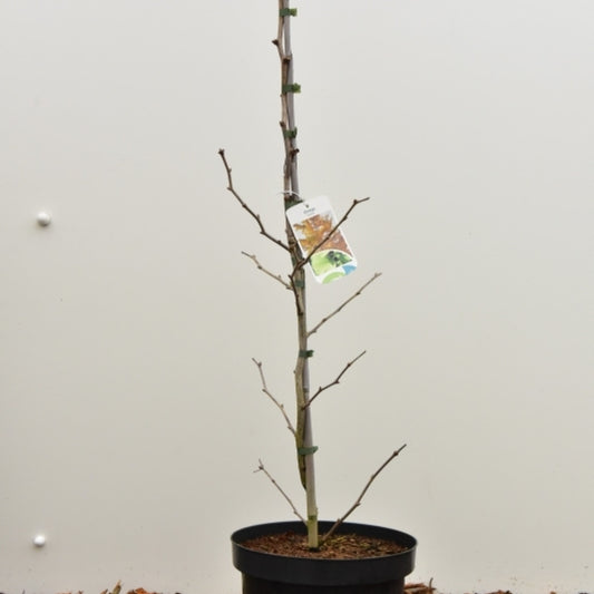 Japanse notenboom (Ginkgo biloba) 'Beijing Gold'