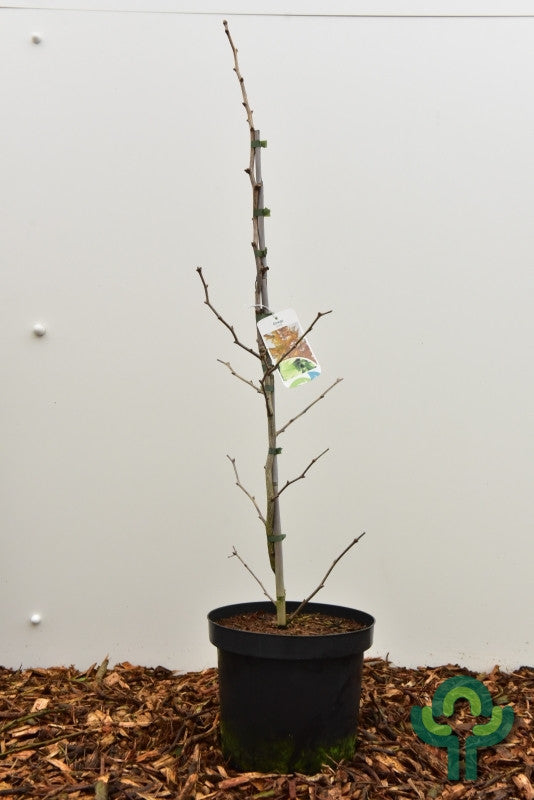 Japanse notenboom (Ginkgo biloba) 'Beijing Gold'