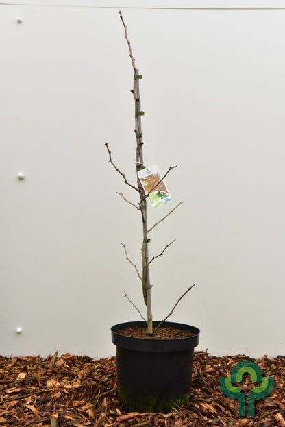 Japanse notenboom (Ginkgo biloba) 'Beijing Gold'