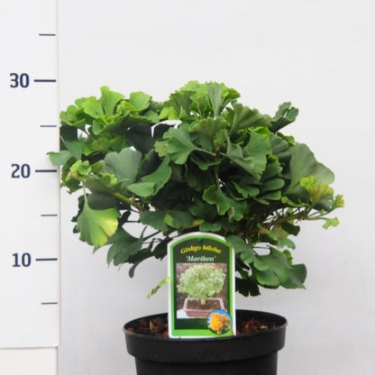 Japanse notenboom (Ginkgo biloba) 'Mariken'