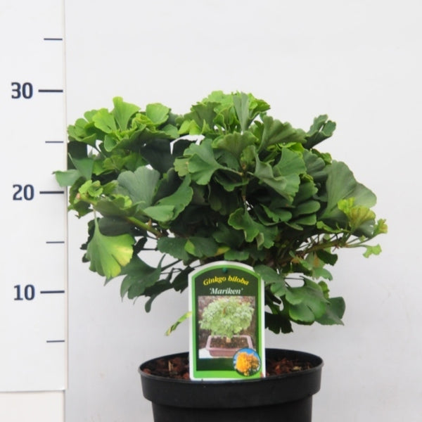 Japanse notenboom (Ginkgo biloba) 'Mariken'