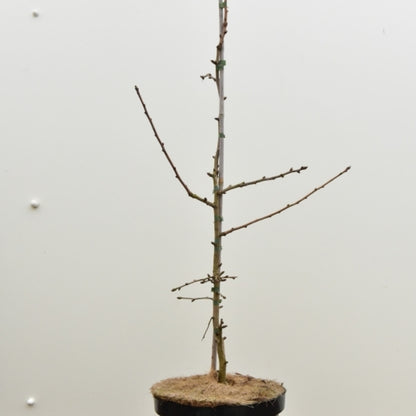 Japanse notenboom (Ginkgo biloba) 'Saratoga'