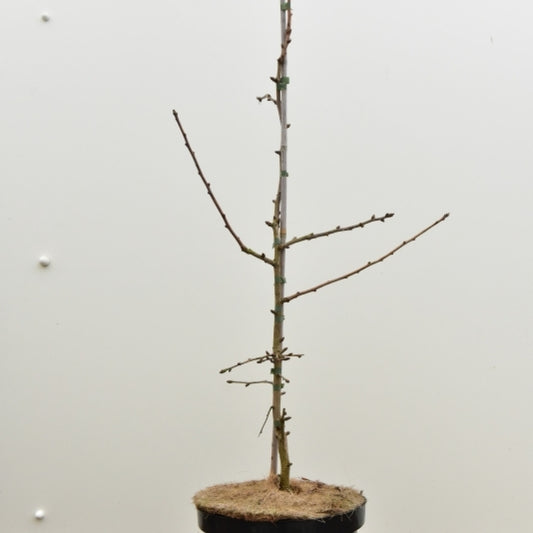 Japanse notenboom (Ginkgo biloba) 'Saratoga'