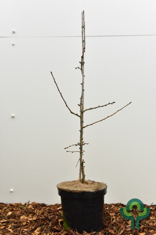 Japanse notenboom (Ginkgo biloba) 'Saratoga'