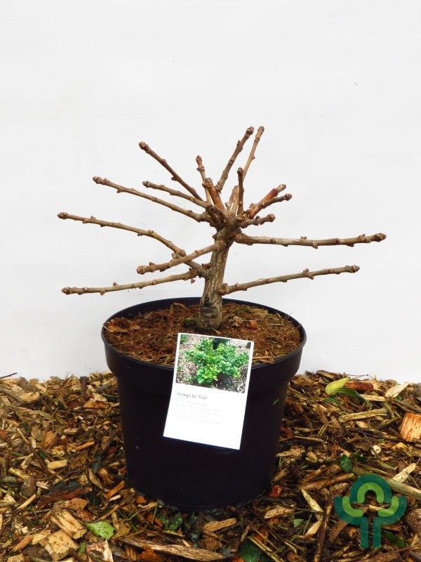 Japanse notenboom (Ginkgo biloba) 'Troll'