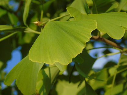 Japanse notenboom (Ginkgo biloba)