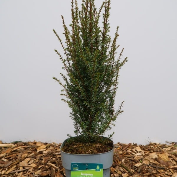 Jeneverbes (Juniperus communis) 'Arnold'